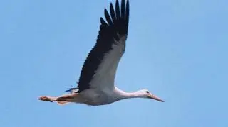 Wszystkie bociany odleciały już z Kłopotu