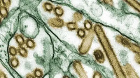 Tajemnica wirusa ujawiona. Prezent dla bioterrorystów?