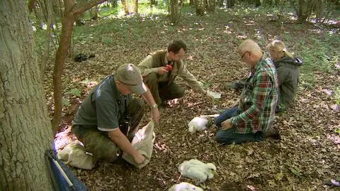 Obrączkują młode czarne bociany