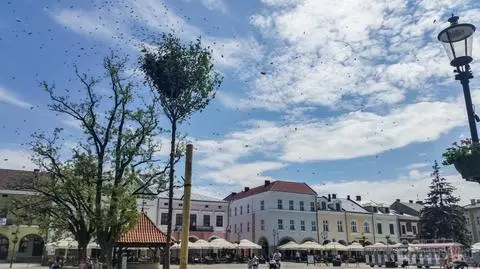 Duży rój pszczół w centrum Krosna
