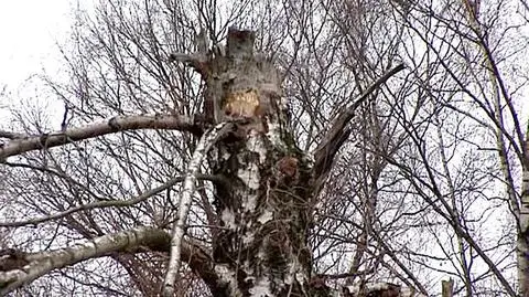 40 kawałków metalu w smoleńskiej brzozie