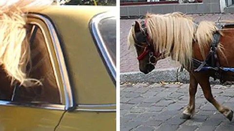 Koń jeździ mercedesem (Zdj. Kasia i Pitrex / film. Michał)