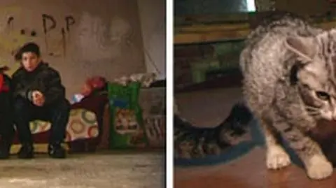 Dzieci mają kocie schronisko. Miastu się nie spodobało