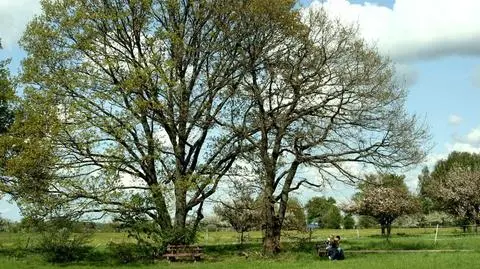 Posadzą dęby ku czci ofiar katastrofy