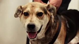 Killer - pies, który został odebrany właścicielowi