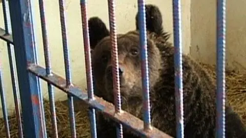 Przemisia szuka domu