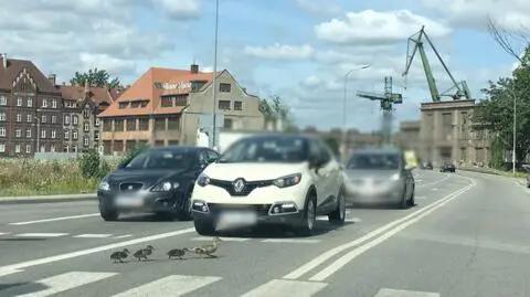 Kierowca potrącił kaczki