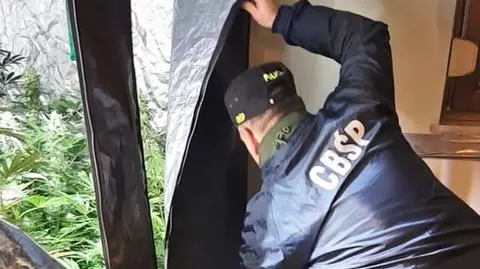 Zlikwidowali wytwórnię amfetaminy i dwie plantacje konopi indyjskich