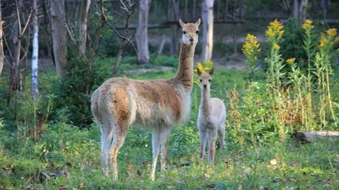 Pierwsze kroki młodej wikunii