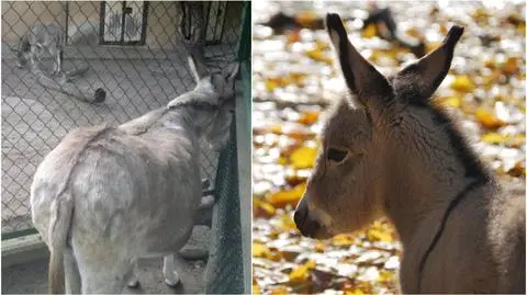 Tabu. Tak nazywa się osiołek z seksafery w poznańskim zoo