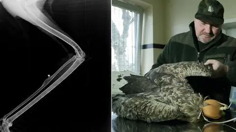 Bielik z pociskiem w skrzydle. "Był w ciężkim stanie, ale się wyliże"