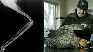 Po lewej: zdjęcie rentgenowskie skrzydła bielik