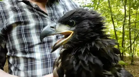 White-tailed eagles have a low reproductive rate, which has contributed to the slow growth in the population