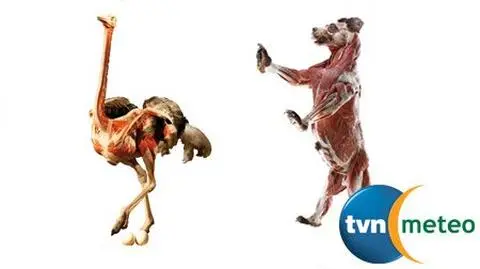 Anatomiczne safari w Londynie