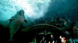Niezwykła para rozpoczęła pracę w oceanarium w Sydney (Australia). Nowymi gwiazdami akwariów są dwa diugonie - zwierzęta zagrożone wymarciem. Należące do rzędu syren. (APTN)