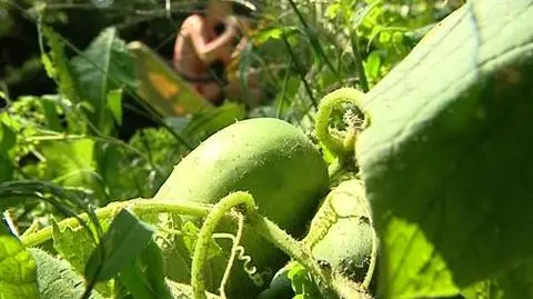 Sezon ogórkowy? 
To już!