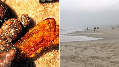 Szukają bursztynu na plaży