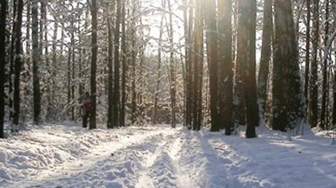 W bagażniku wywieźli nastolatka do lasu