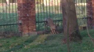 Sarna nie była w stanie uwolnić się sama