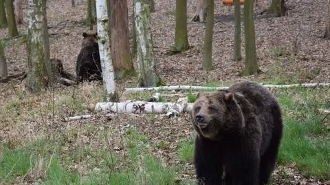 Z Braniewa do Poznania. Niedźwiedzie już w zoo