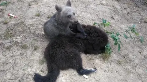 Cisna i Bari bardzo się polubili