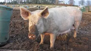 Afrykański pomór u granic Polski