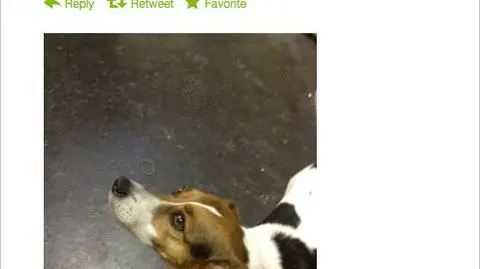 Dzięki Twitterowi zagubiony pies odnalazł się w 32 minuty