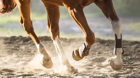 Wypadek na obozie jeździeckim. 10-latka w szpitalu