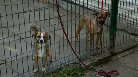 Pogotowie sylwestrowe dla zagubionych zwierząt w Białymstoku 