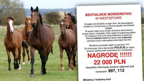 Niestępowo: Padły konie w stadninie. Jak to się stało?