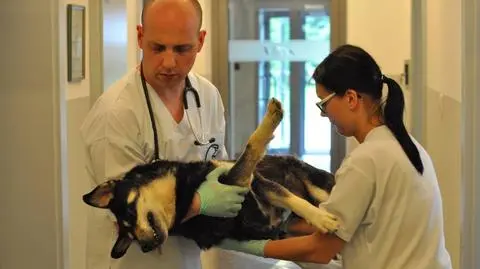 Pod Przemyślem ktoś strzelał to suczki