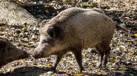 Kielce. Myśliwy skazany za znęcanie się nad dzikiem podczas polowania (film z ogłoszenia wyroku otrzymaliśmy od Fundacji Ludzie Przeciw Myśliwym)