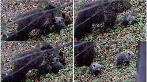 Bieszczady. Niedźwiedzia rodzinka żeruje w lesie. "Piękne, cudowne"
