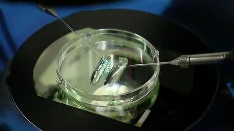 Rządowy projekt in vitro