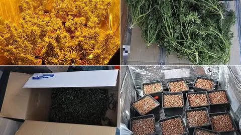 Wrocław: nielegalna plantacja i 1,5 tysiąca porcji narkotyków