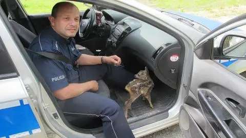 Sarenka siedziała na drodze. Uratowali ją policjanci