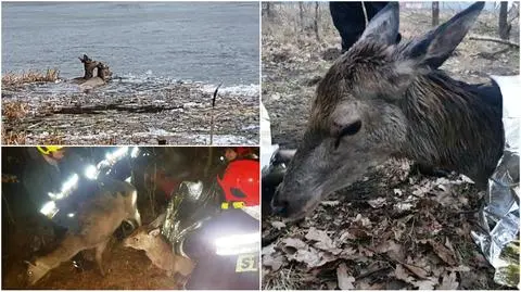 Zachodniopomorskie: strażacy uratowali topiące się sarny