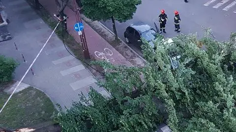 Wielka lipa runęła na chodnik i ulicę. Miasto: to nie nasze drzewo