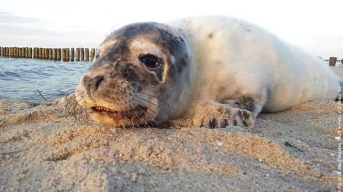 Znaleźli "Torpedę" na plaży. 
Foczy maluch w szpitalu