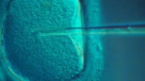 Projektu PO ws. in vitro na razie nie będzie