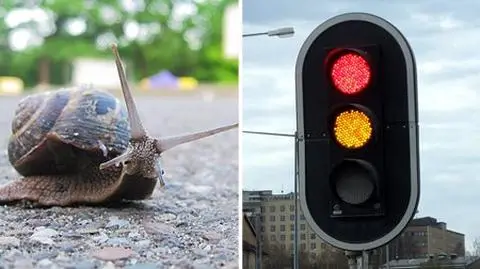 Ślimak zepsuł światła. Ruch w ślimaczym tempie