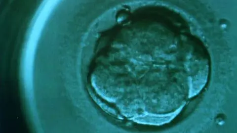 Fabryka klonowania