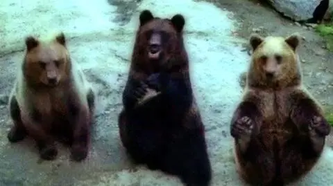 "Miś Joga" wygina śmiało ciało