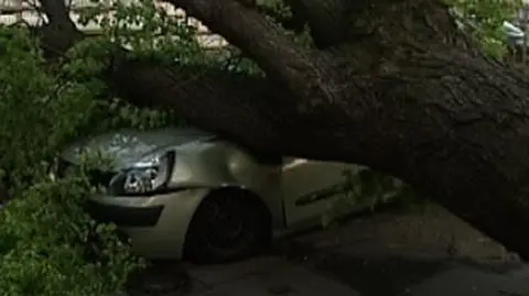 Spróchniałe drzewo przygniotło jadące auto. Kobieta w szpitalu