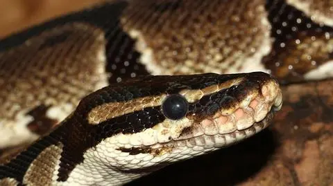 Pyton królewski - węże tego gatunku zostały skradzione z Chorzowa 