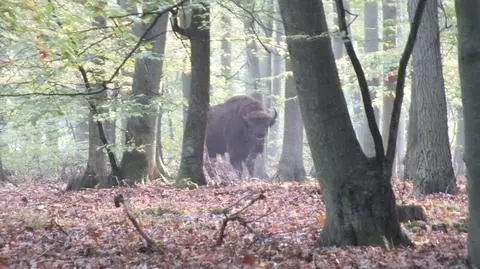 Samotny żubr wędruje po lasach