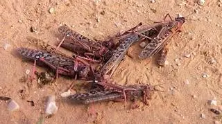 Szarańcza jest bardzo groźna