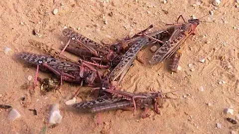 Plaga szarańczy nadciągnęła nad Izrael. Z Egiptu