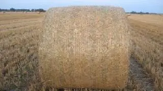 Balot słomy pszennej 