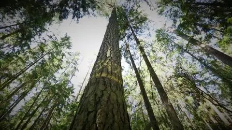 Czarno na biały: Fundacja niezależnych